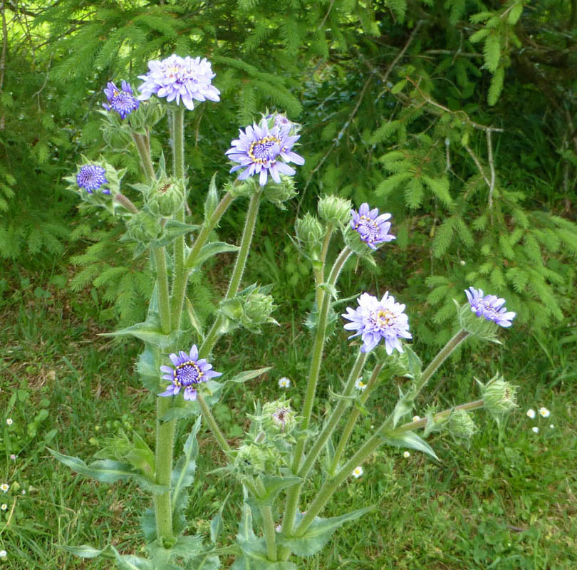 Perezia multiflora photo